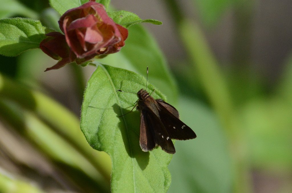 033 2013--01073725 Sabal Palm Sanctuary, Brownsville, TX.JPG - Clouded Skipper (Lerema accius) Butterfly. Sabal Palm Saanctuary, Brownsville, TX, 1-7-2013